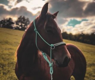 ✨ Vybavení pro koníky ✨ Už když jsem začínala s výrobou provazového vybavení pro pejsky, okrajově jsem vyzkoušela i výrobu...